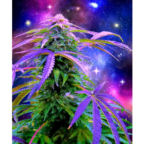 Cosmic Weed Fleece Blanket